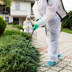 Pest Control Services Issaquah, WA