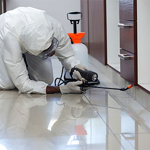 Pest Control Services Renton, WA