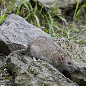 The Norway Rat