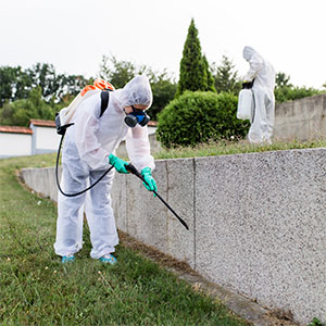 Pest Control Services Lakewood, WA
