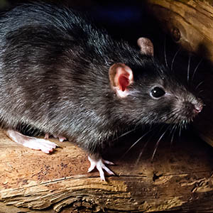 The Roof Rat