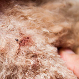 Flea Exterminator Flea on Dog