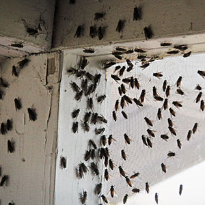 Fly Control - Seattle Fly Infestation