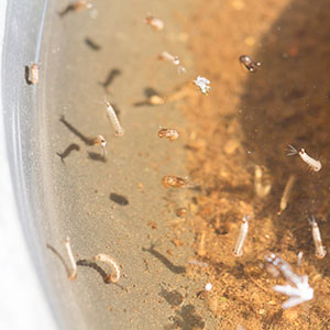 Mosquito Pest Control Larve in Water
