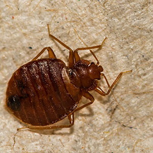 Adult Bedbug After Feeding