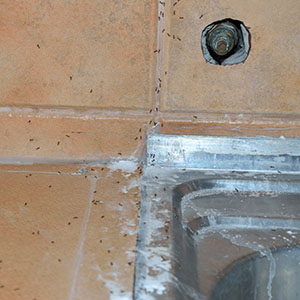 Ants on Kitchen Sink