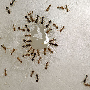 Ants Drinking Water On The Floor