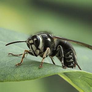 Bald Faced Hornet Wasp