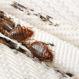 Bed Bugs Feces in Matress
