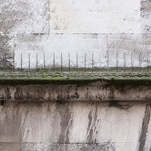 Bird Spikes on Ledge