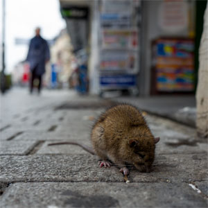 Brown Norway Rat On Sidewalk
