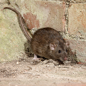Brown Rat Cornered
