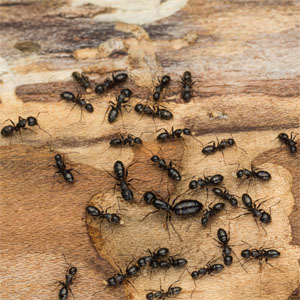 Carpenter Ants on Wood