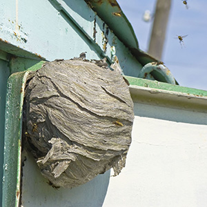 Paper Wasp Nest