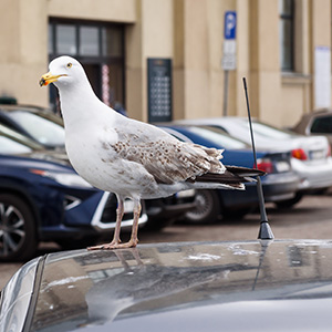 Seagull and White Poop on Car