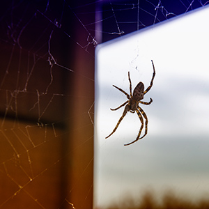 Orb Weaver Spider in Web
