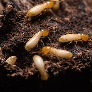 Termites Eating and Tunneling Through Wood