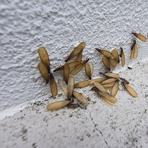 Termites with Wings on Wall