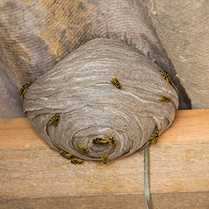 Wasp Nest on Ceiling