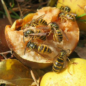 Wasps Eating Fruit