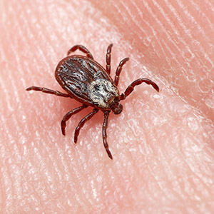 Bed Bugs On Human Skin