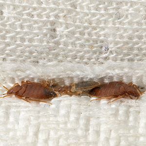Bed Bugs In Bed Mattress