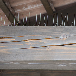 Bird Spikes On Ledge