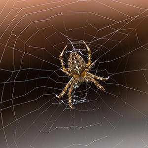 Cross Orb Weaver Spider In Web