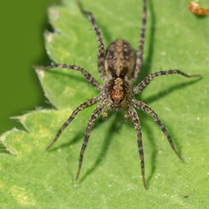 Hobo Spider On Leaf