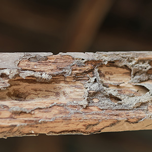 Structure Damage From Termites