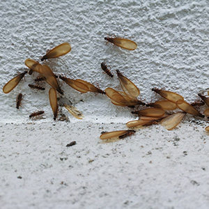 Winged Termites on Wall